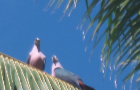 Bird Watching & Hiking Tour Eneio Botanical Garden Tonga